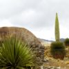 Puya raimondi cactus
